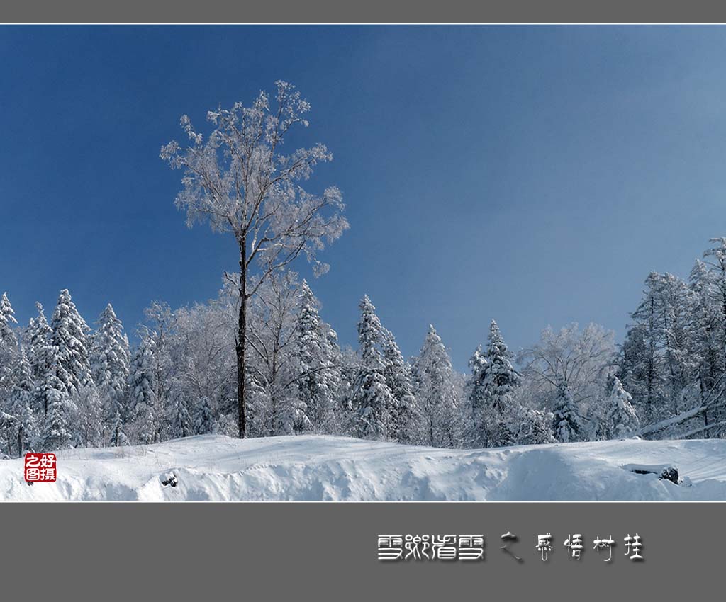 《雪乡看雪》之感悟树挂 摄影 一路有你