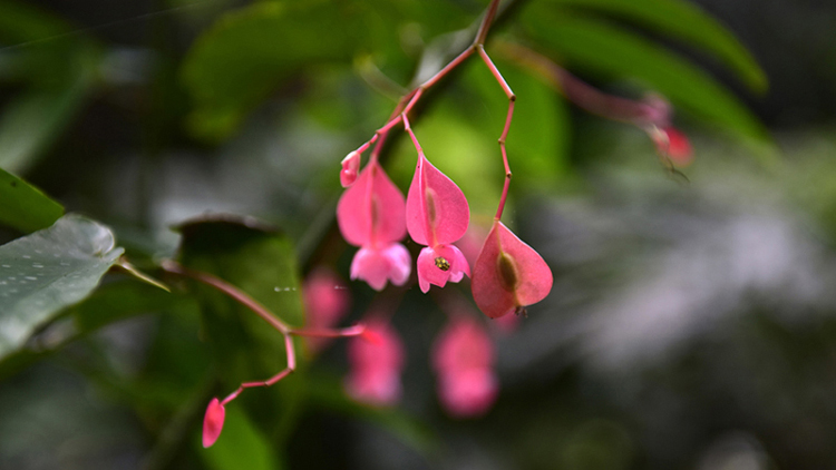 花 摄影 牛市蜃楼