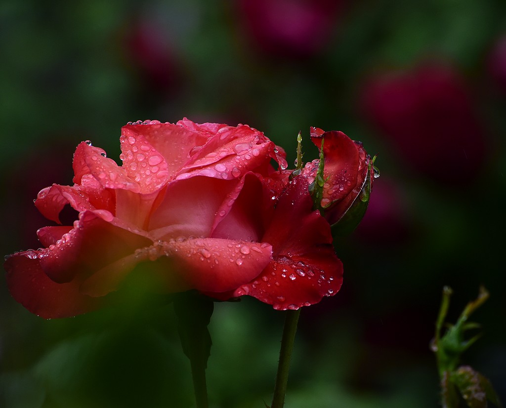 青岛雨中的月季 摄影 qdzp