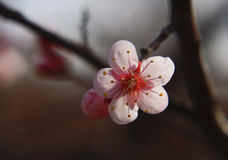 那些花儿（一） 摄影 指间.蓝