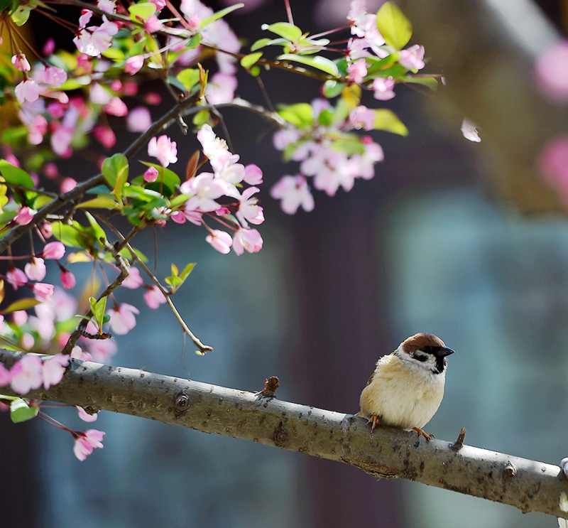 春天来了· 摄影 追花人