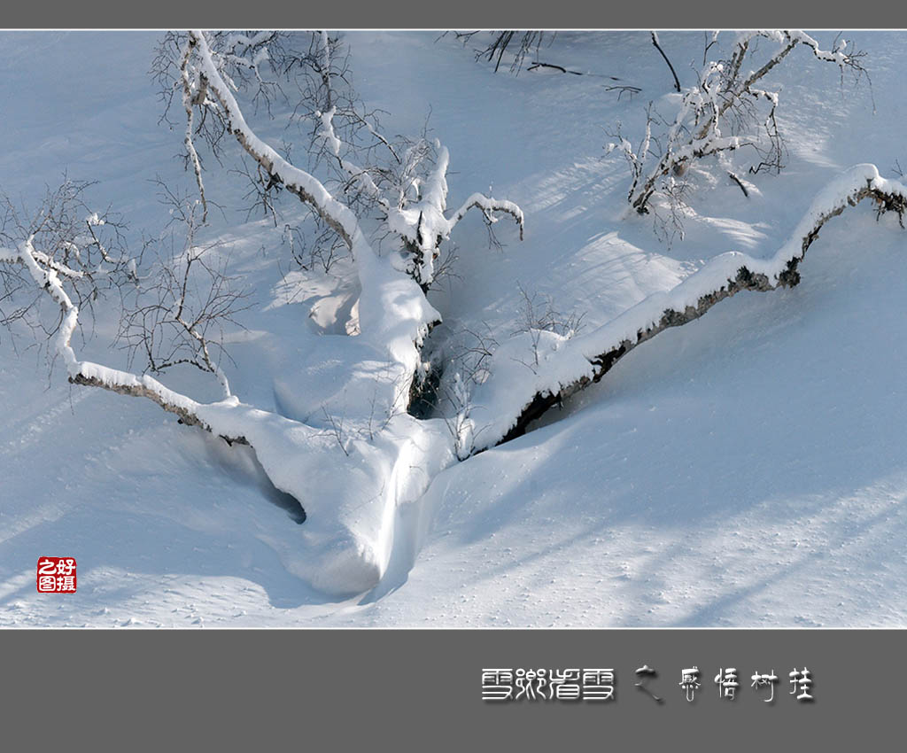 《雪乡看雪》之感悟树挂 摄影 一路有你