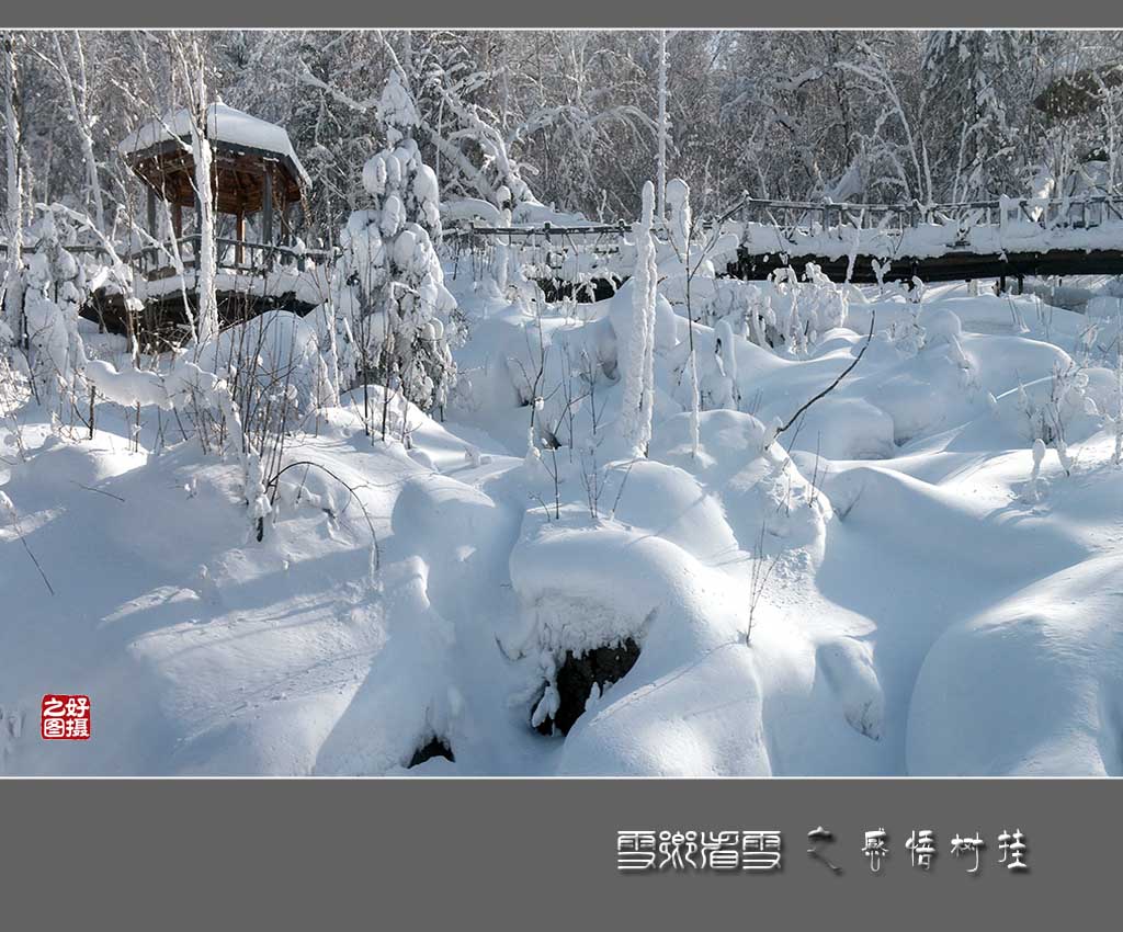 《雪乡看雪》之感悟树挂 摄影 一路有你