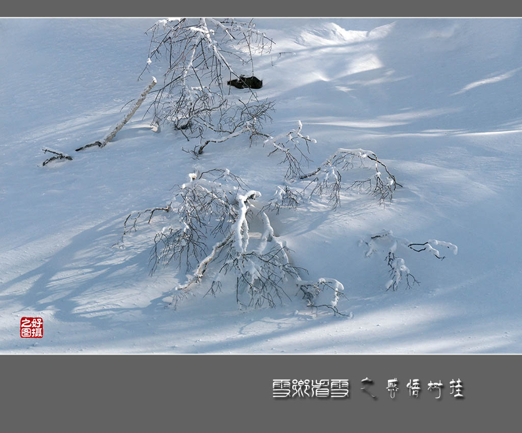 《雪乡看雪》之感悟树挂 摄影 一路有你