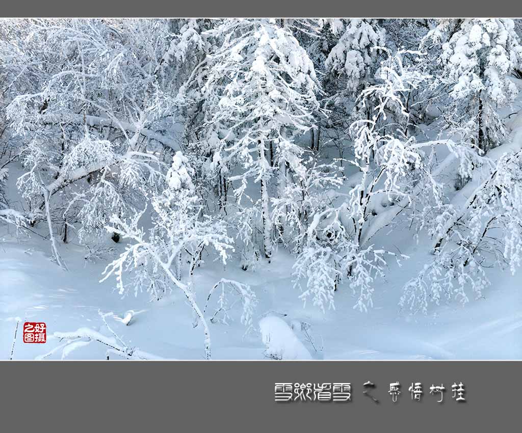 《雪乡看雪》之感悟树挂 摄影 一路有你