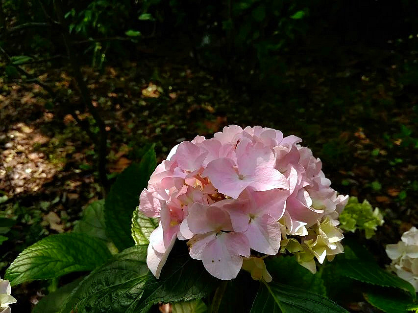 绣球花美 摄影 夜雨听蕉