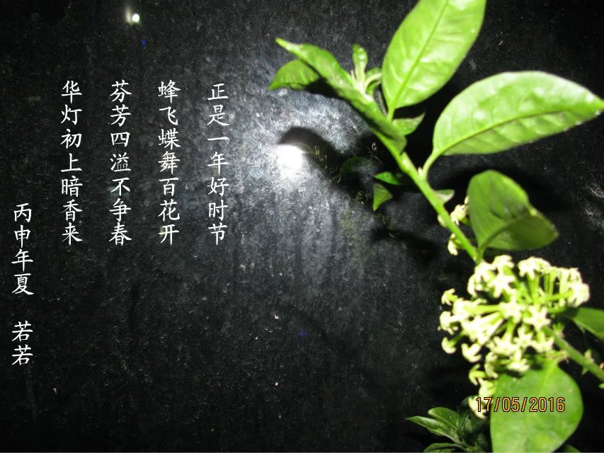 夜来香花开了 摄影 神秘de罗布泊