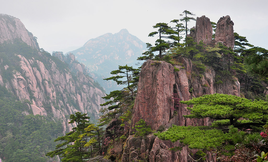 黄山盆景 摄影 津门吉祥三宝