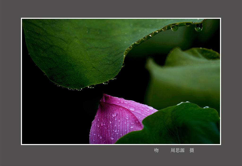 雨荷 摄影 东江客