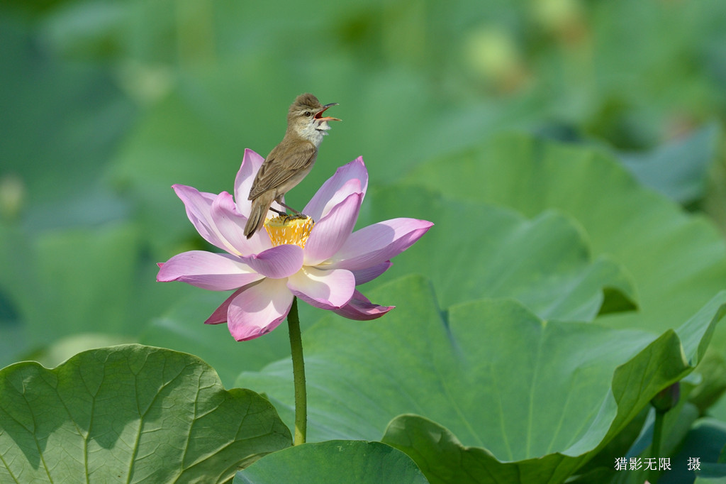 花台高歌 摄影 猎影无限