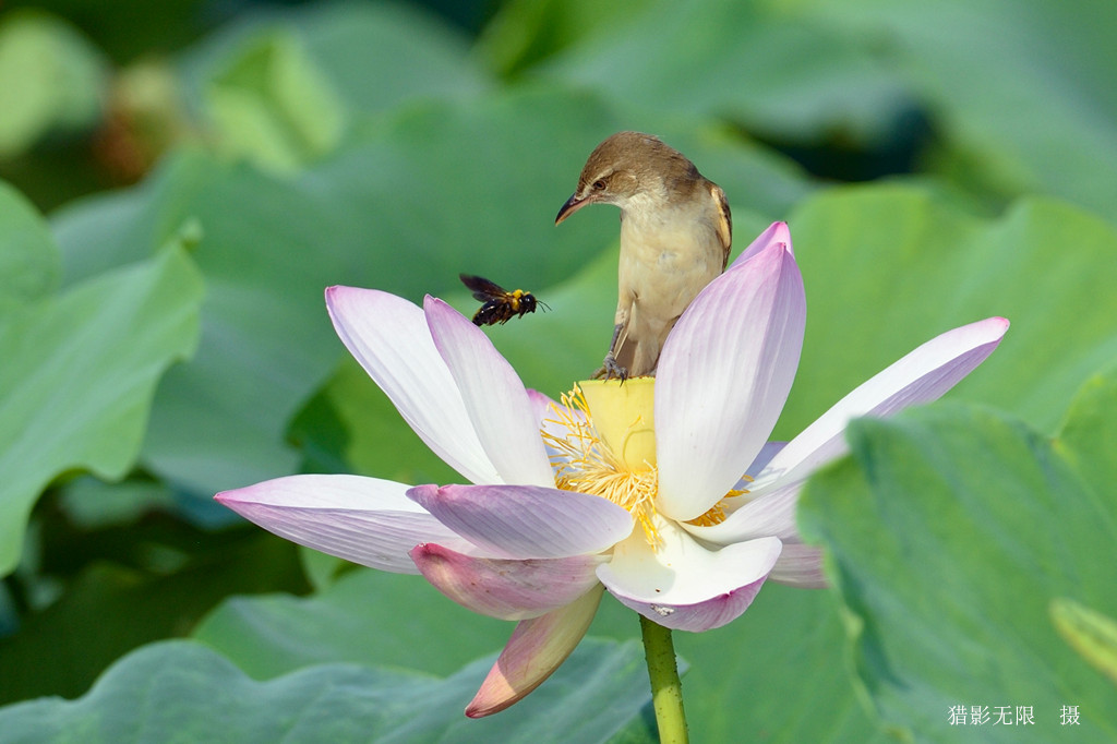 大苇莺与大蜜蜂 摄影 猎影无限