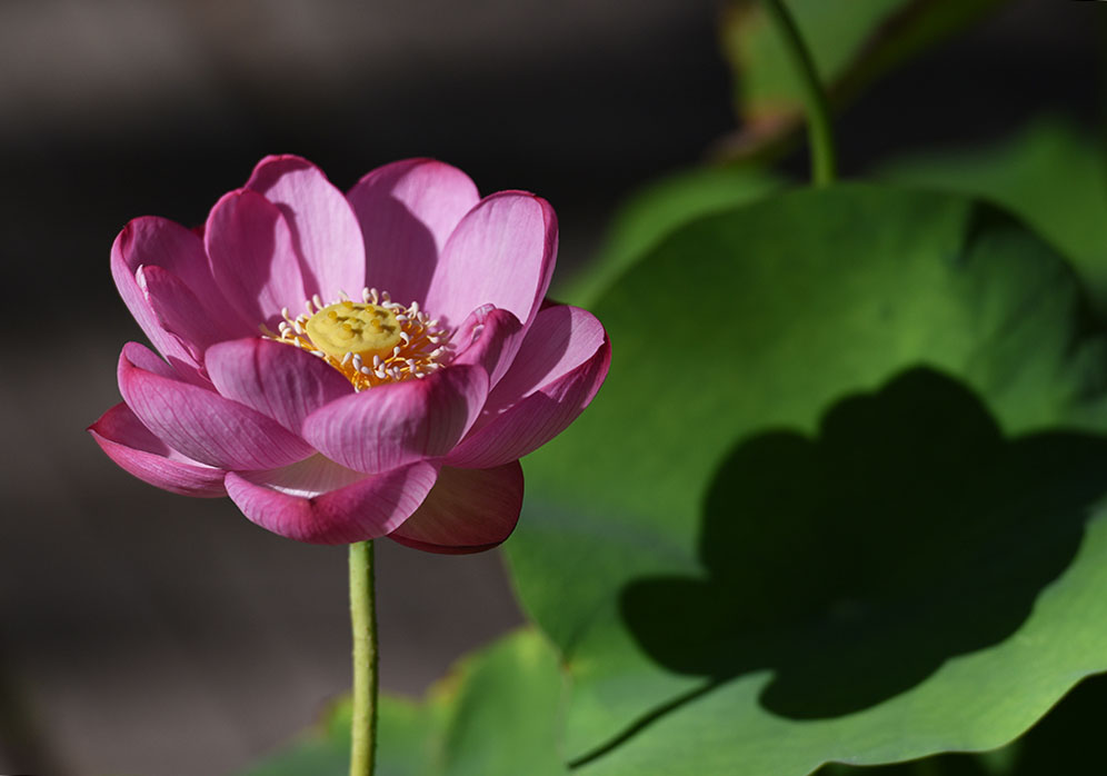 夏荷3 摄影 津门吉祥三宝