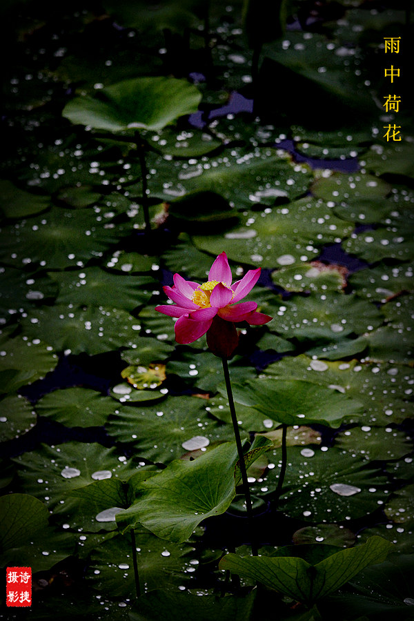 雨中荷花----- 摄影 诗捷