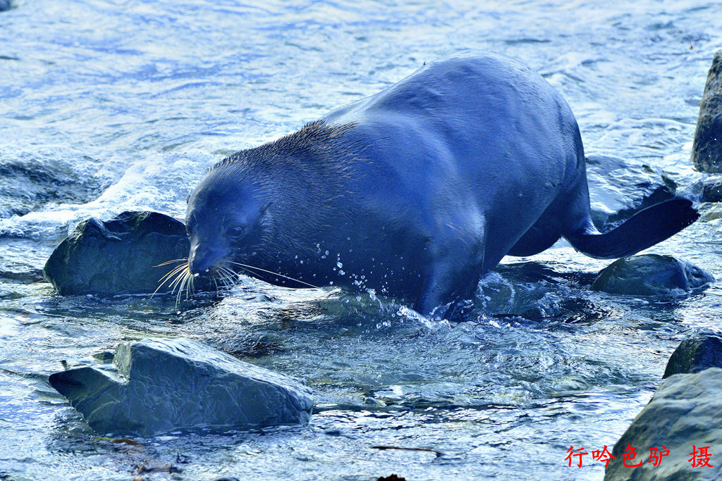 海豹5 摄影 蓝色驴