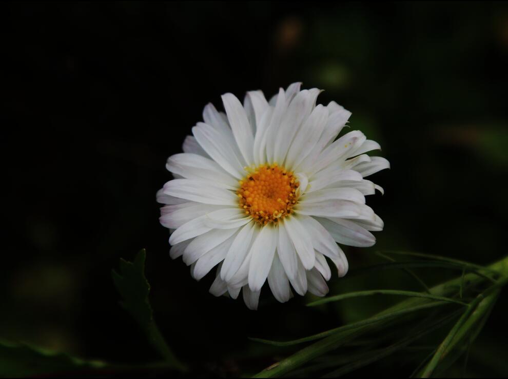 菊花 摄影 于搏