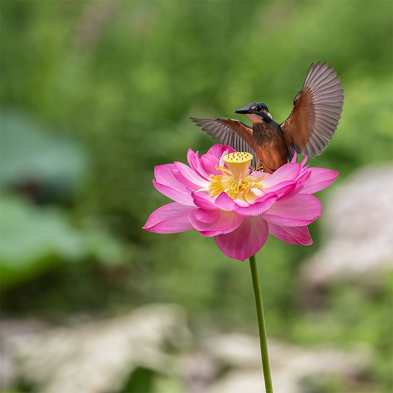 翠 * 花 摄影 古都侠影