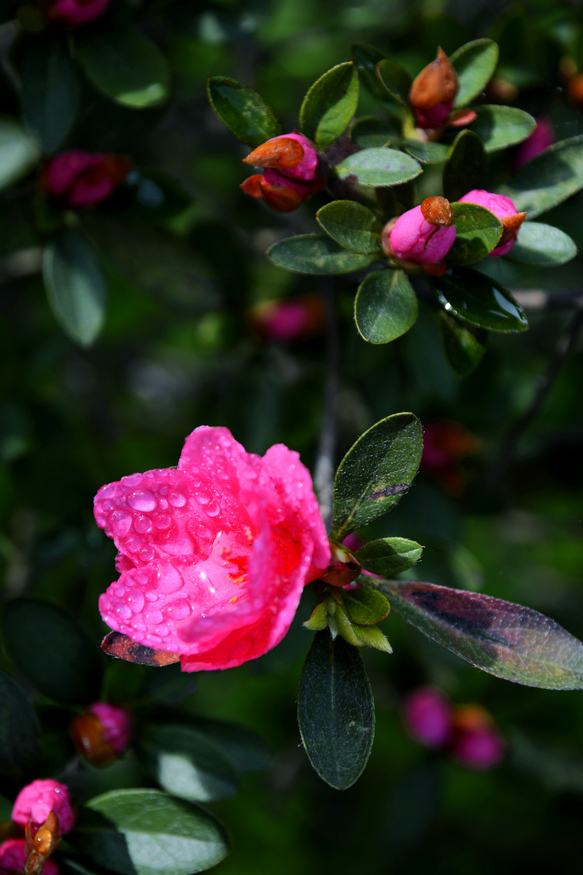 “花生米” 摄影 杏花春语江南