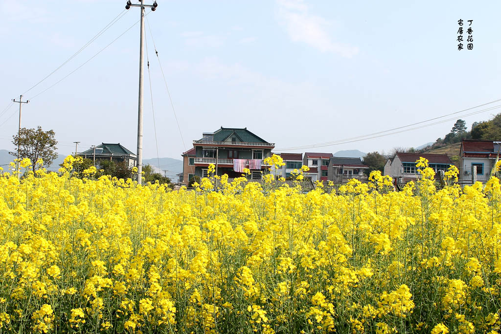 丁香花园 宅居农家 摄影 晚景