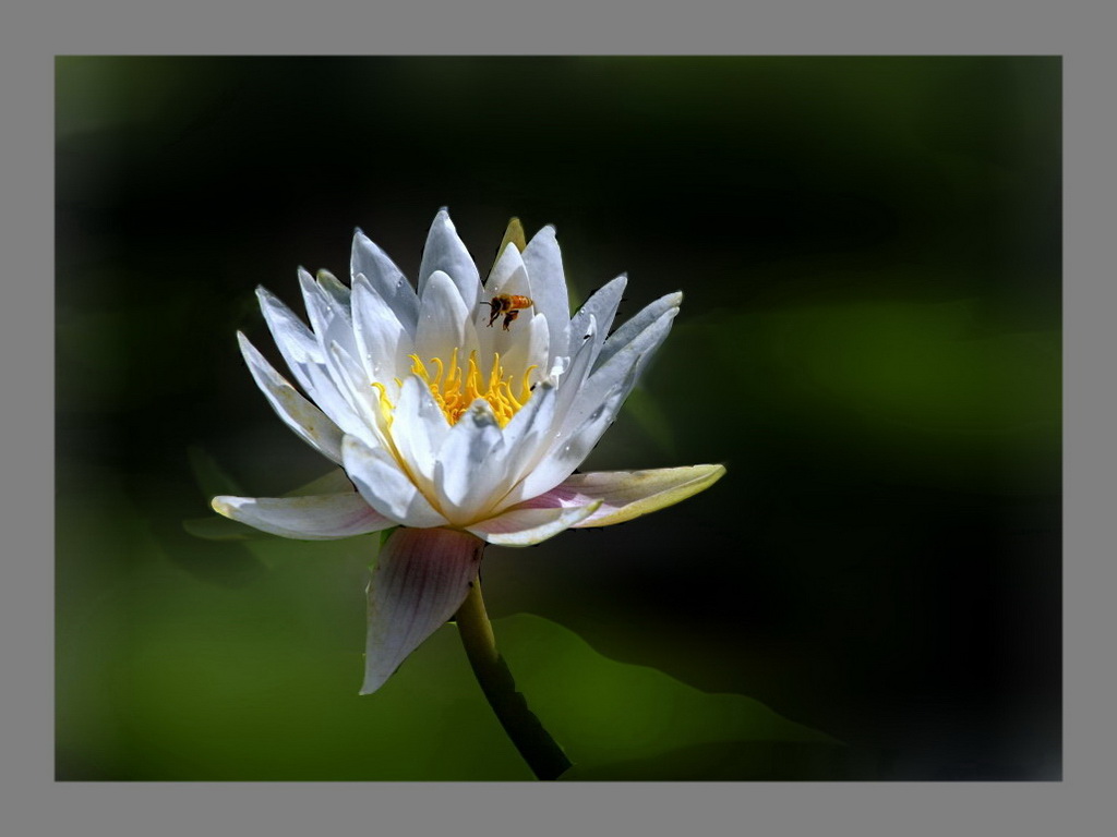 花香蜂舞3 摄影 亚西亚