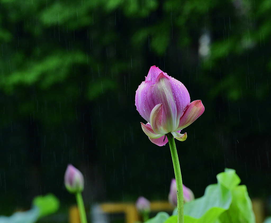 青岛雨中的荷花 摄影 qdzp