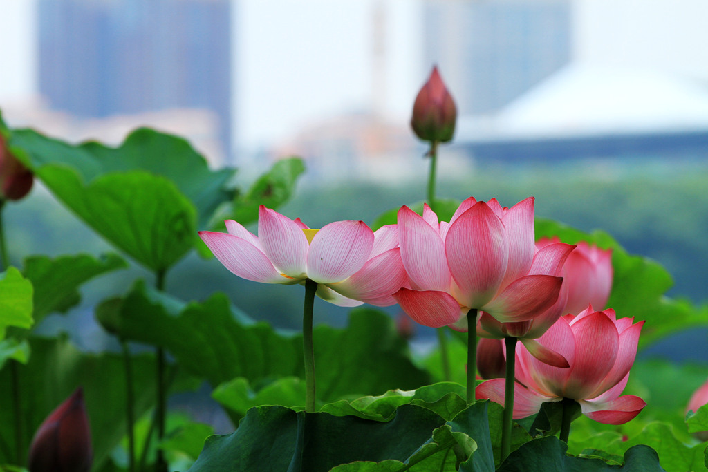 芙蓉花儿开 摄影 升F