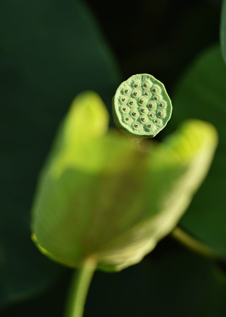 夏荷30 摄影 津门吉祥三宝