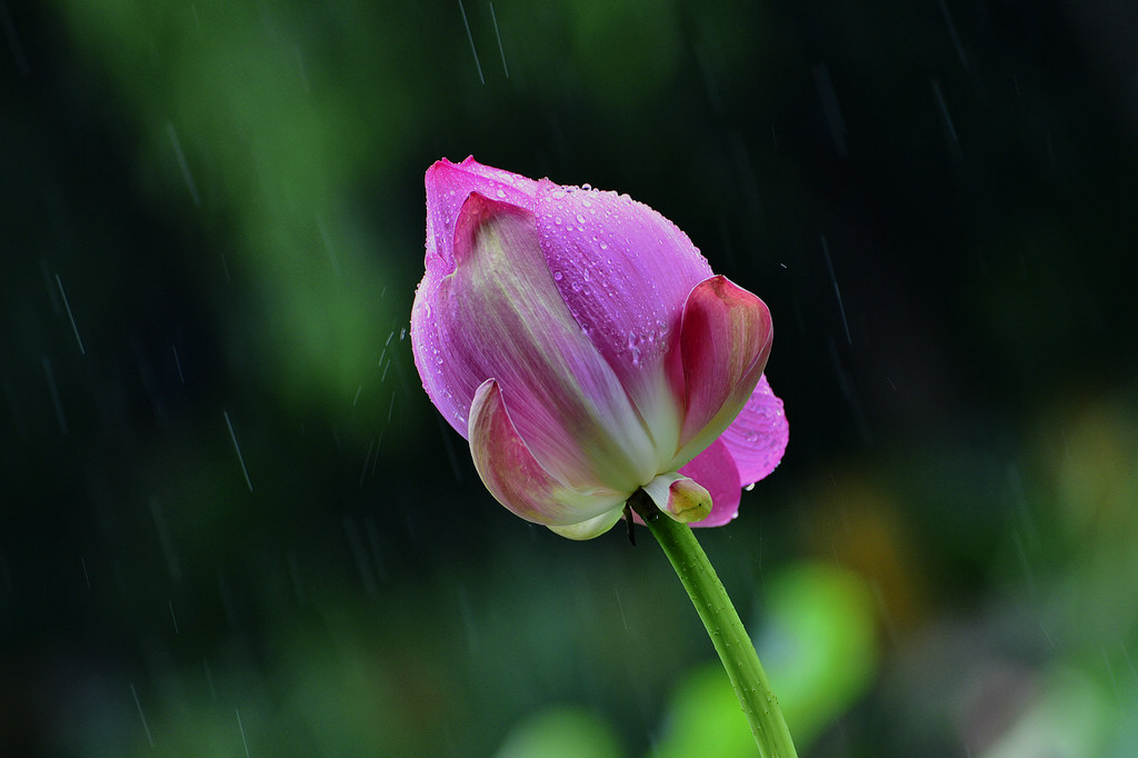 青岛雨中的荷花 摄影 qdzp