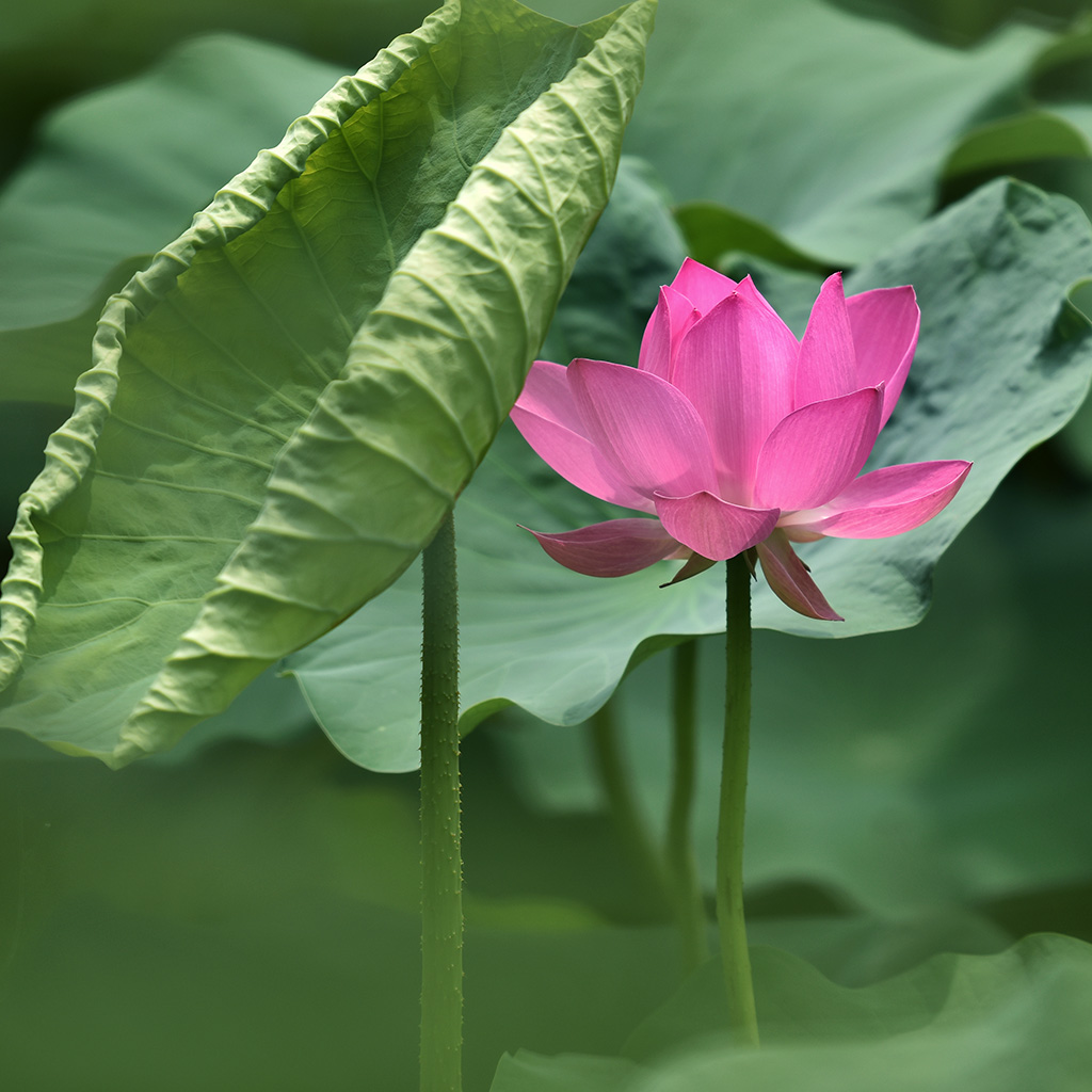 夏荷38 摄影 津门吉祥三宝