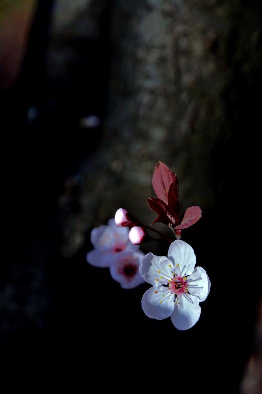 闭月羞花 摄影 杏花春语江南