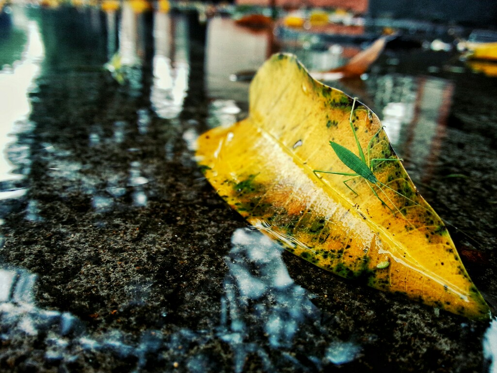 雨后落叶 摄影 大象的飞翔梦