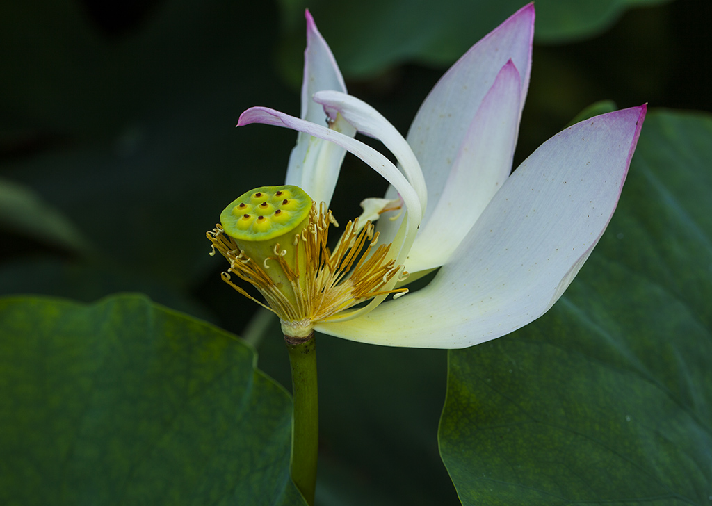 残菏 摄影 鹤令长青