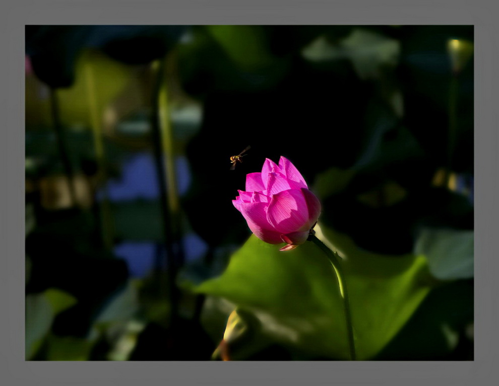 花香蜂舞 摄影 亚西亚