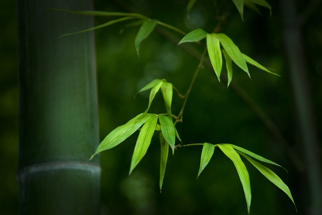 竹 摄影 闲云野鸟