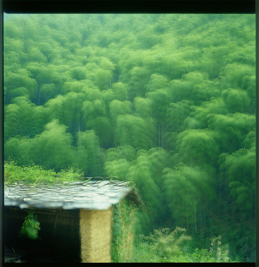 竹海仙境 摄影 祖母绿狮子