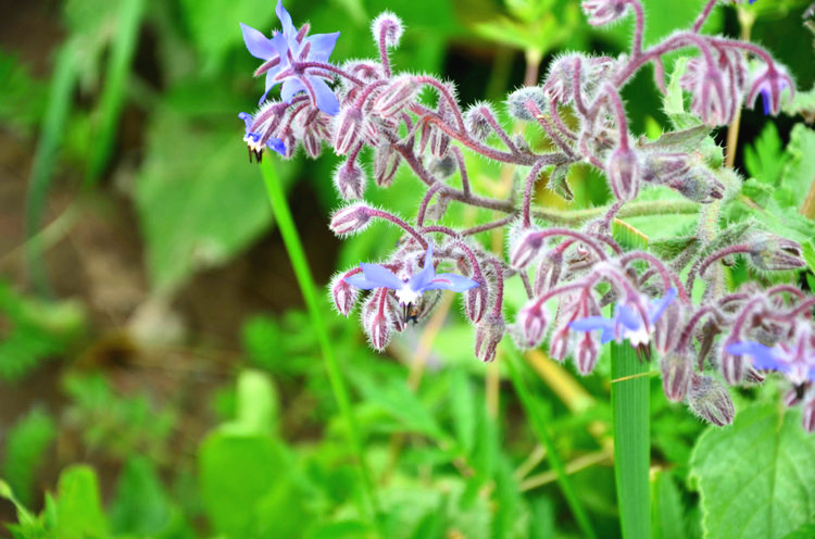 青海湖边小花 摄影 bianjz58