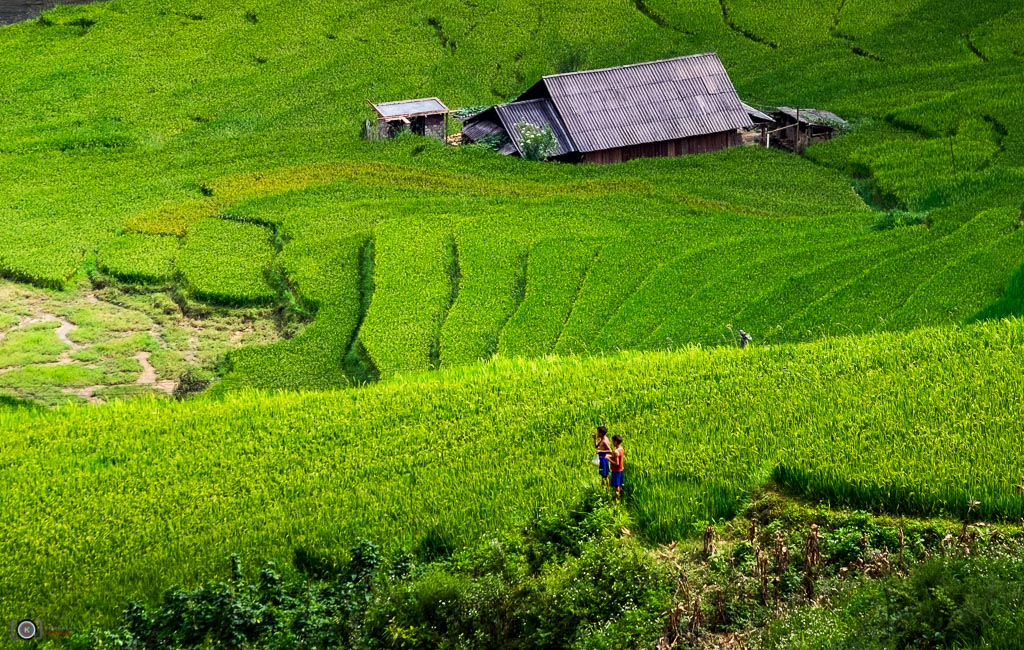 Padi Field II SAPA ,Vietnam 摄影 chookia