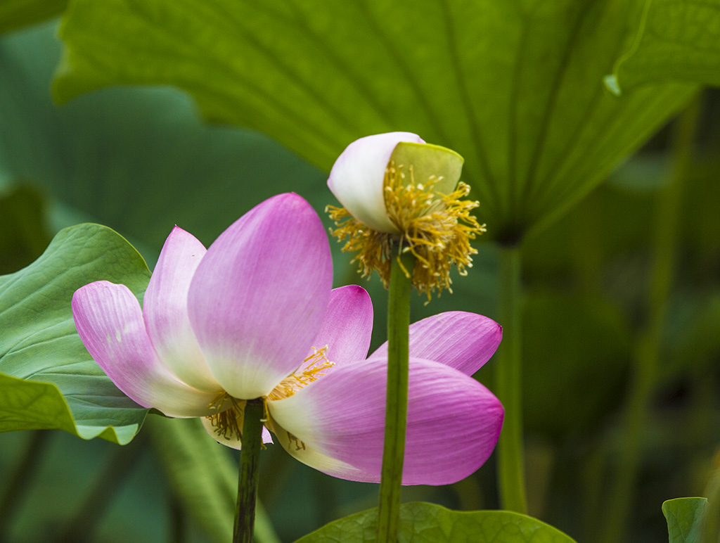 菏韵 摄影 鹤令长青