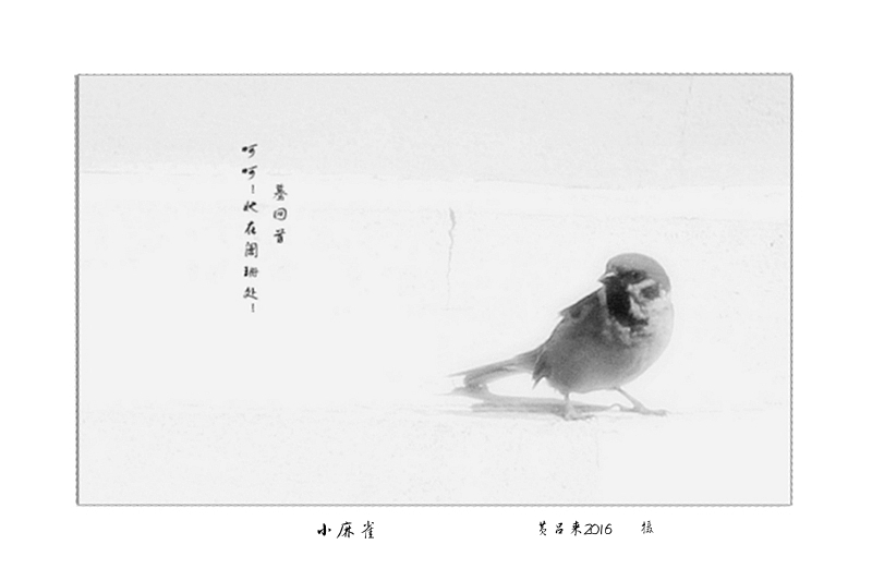 小麻雀 摄影 黄吕来2016