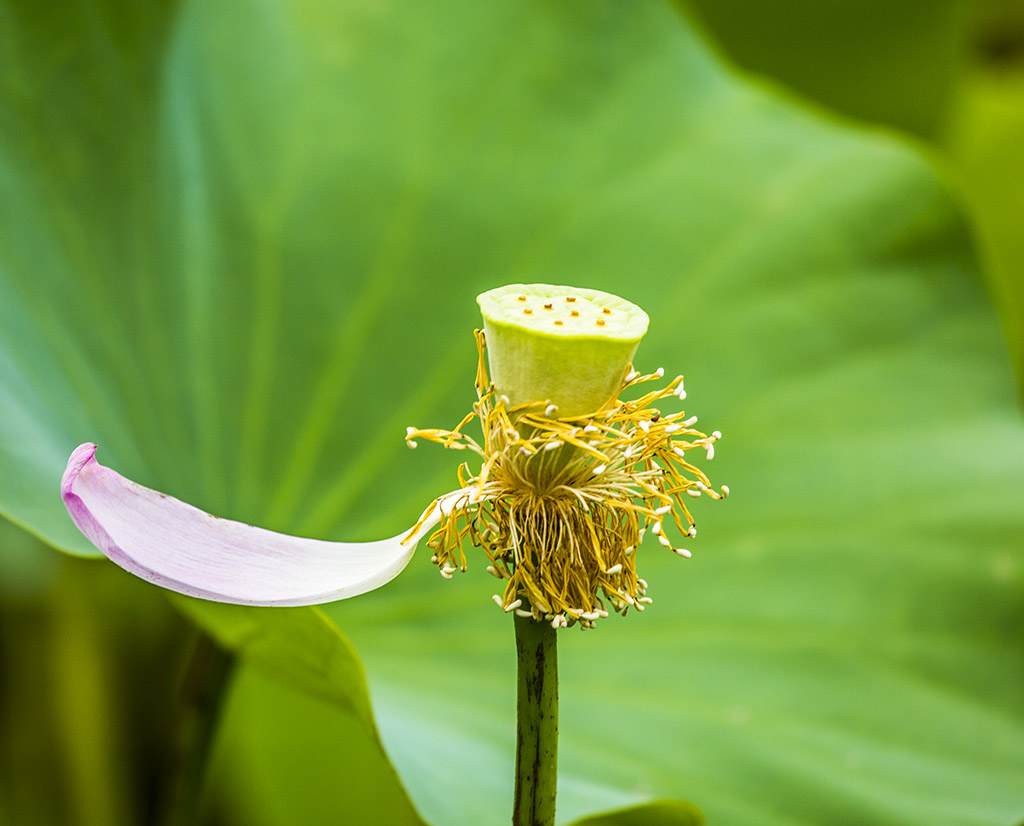 残菏2 摄影 鹤令长青