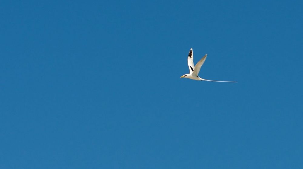 白尾鹲tropicbird 摄影 luzhouzjy