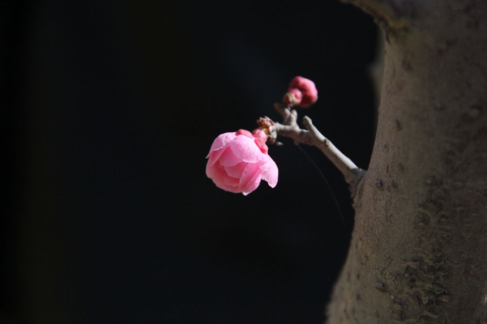 小花 摄影 芳草坡前