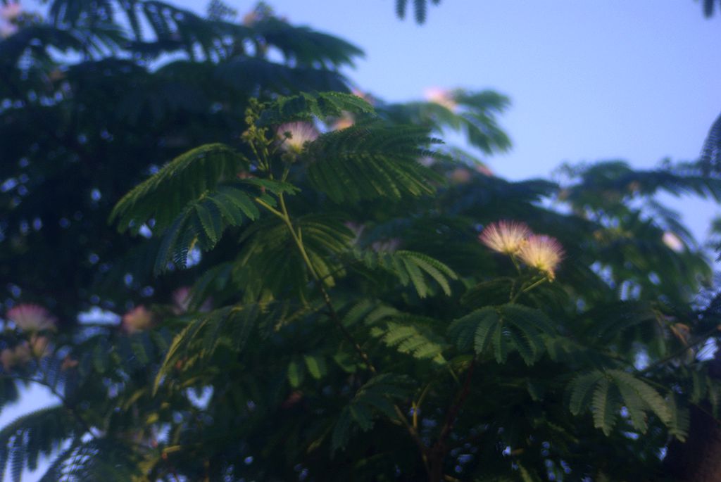 芙蓉树2 摄影 大白三谷