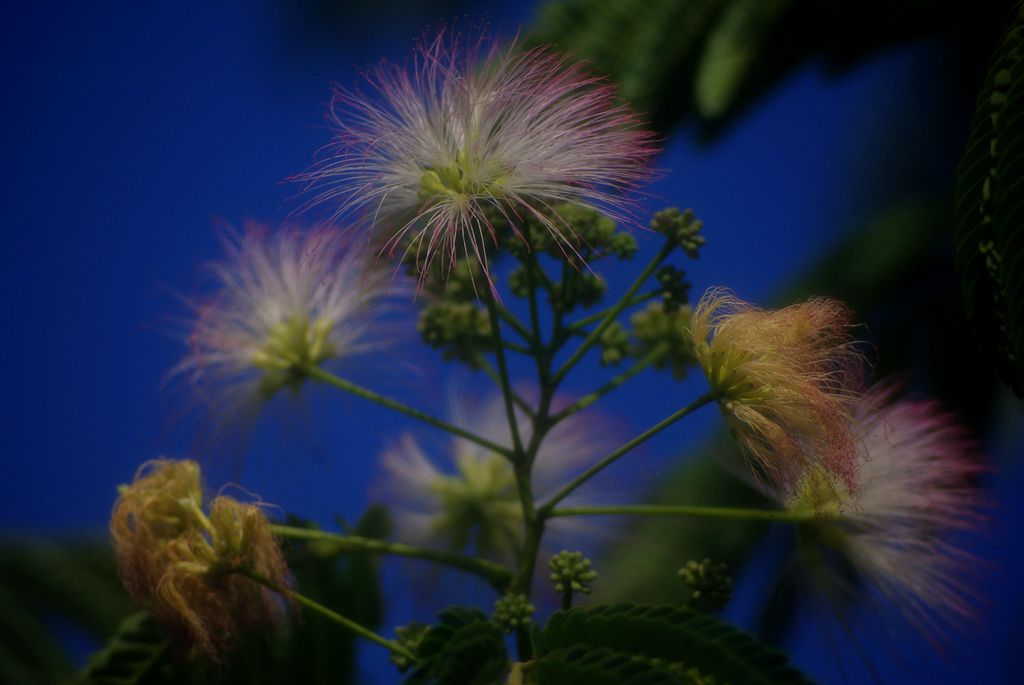 芙蓉树3 摄影 大白三谷