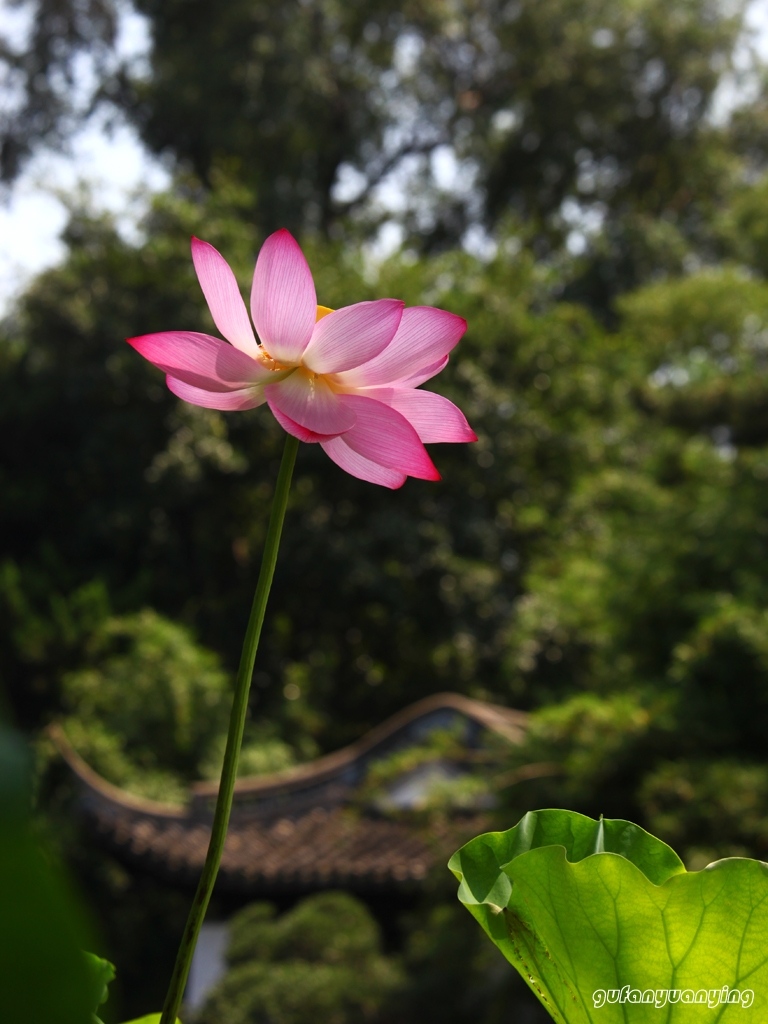 怡然 摄影 gufanyuanyin