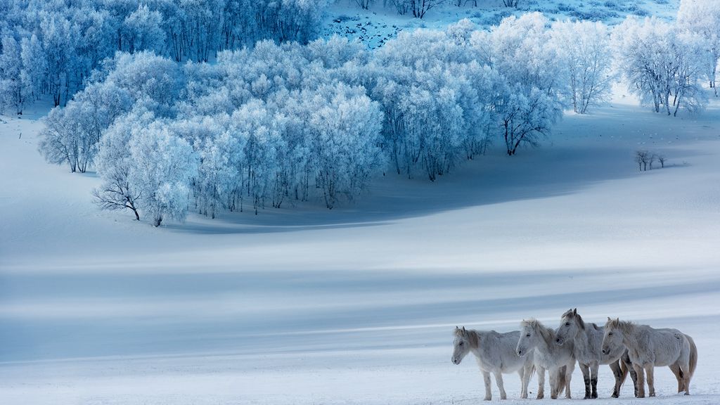 雪色 摄影 西湖钓神