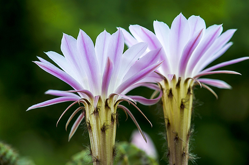 仙人球花 摄影 摄眼看花