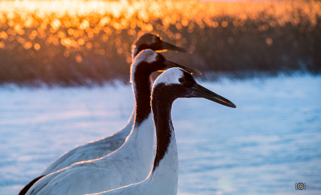 Red-Crowned Crane II Xianghai 摄影 chookia