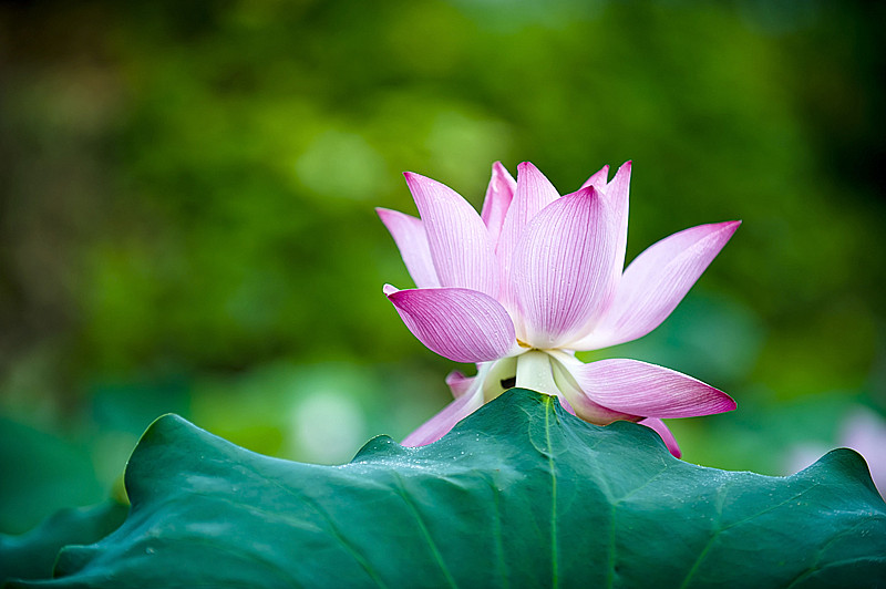 娇荷 摄影 摄眼看花