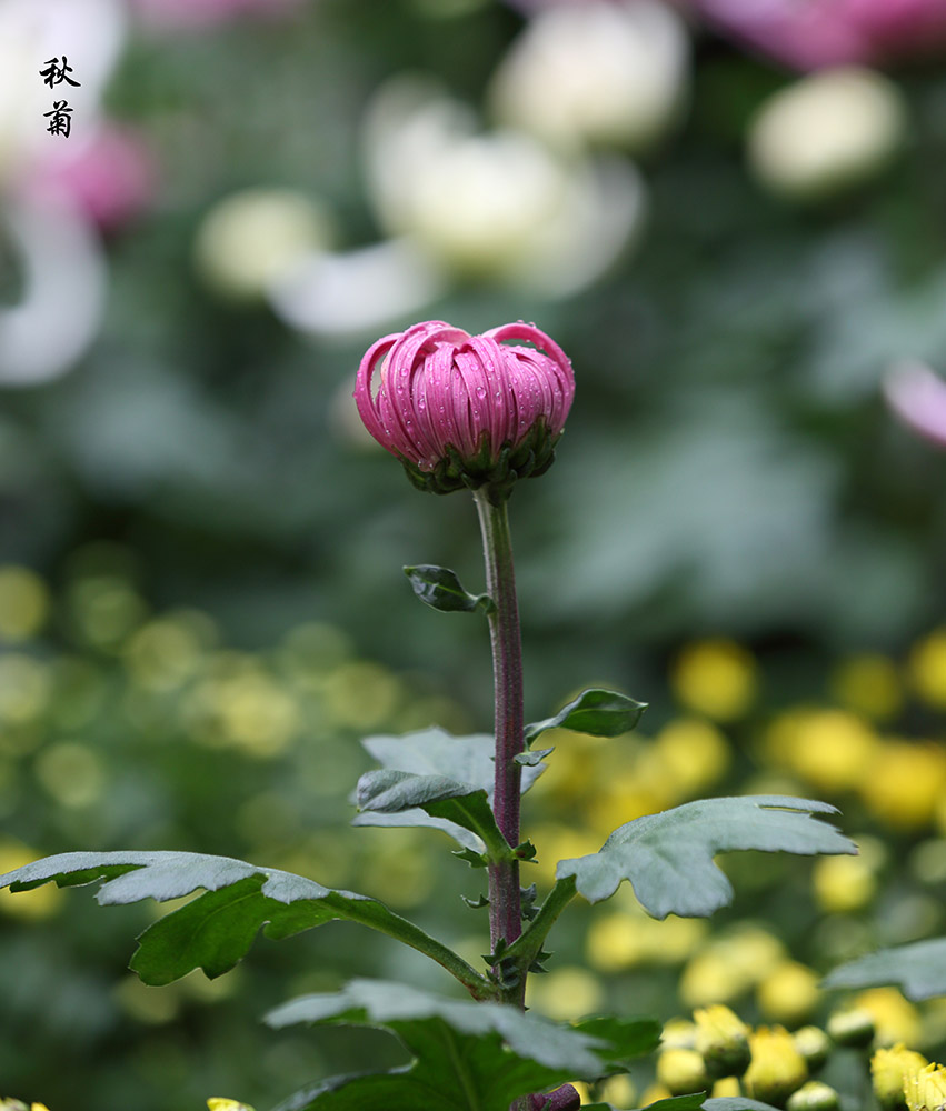 秋菊 摄影 佛在心中