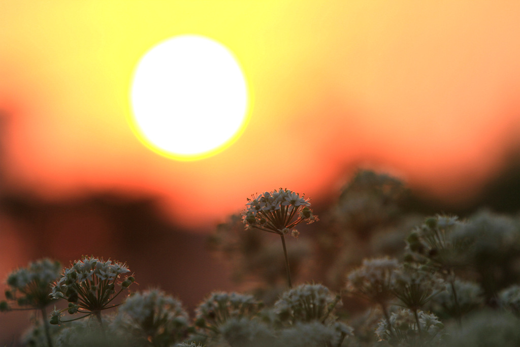 韭菜花 夕阳 摄影 青山绿水2